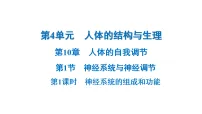 初中生物北师大版（2024）七年级下册（2024）人体的自我调节习题课件ppt