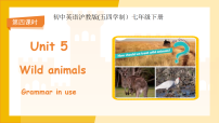 初中英语C Into the wild (Reading & Grammar in use)说课课件ppt