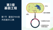 人教版 (2019)选择性必修3重组DNA技术的基本工具教课ppt课件