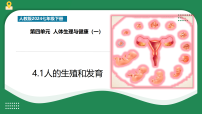 初中生物人教版（2024）七年级下册（2024）人的生殖和发育示范课ppt课件