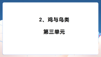 大象版（2024）三年级上册（2024）2 鸡与鸟类评课课件ppt