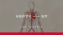 人教版（2024）七年级下册（2024）血流的管道—血管课堂教学课件ppt