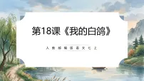 人教部编版(2024)七年级上册(2024)我的白鸽/陈忠实精品ppt课件