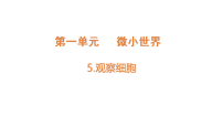 小学科学教科版（2024）五年级上册（2024）5. 观察细胞教学演示ppt课件