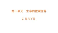 小学科学青岛版（六三制）(2024)六年级上册（2024）2 像与不像课文内容课件ppt