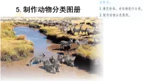 三年级上册(2024)5 制作动物分类图册教学ppt课件