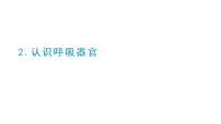 科学四年级上册(2024)第二单元 呼吸与消化2. 认识呼吸器官教学课件ppt